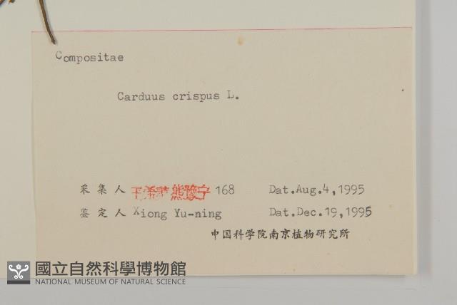 紅淡比藏品圖，第3張