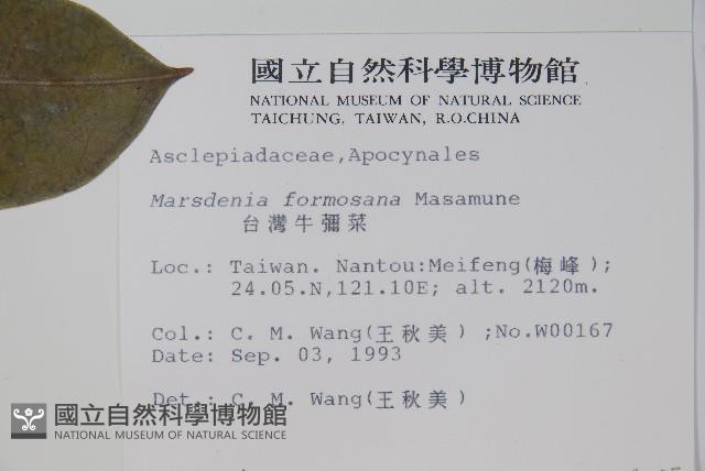 臺灣牛嬭菜藏品圖，第2張