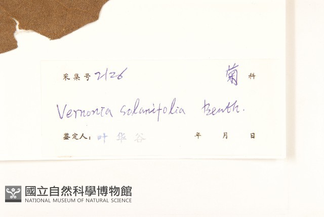 茄葉斑鳩菊藏品圖，第3張