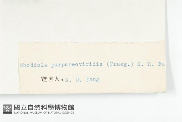 紫綠紅景天藏品圖，第3張