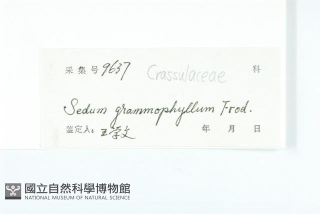 禾葉景天藏品圖，第3張