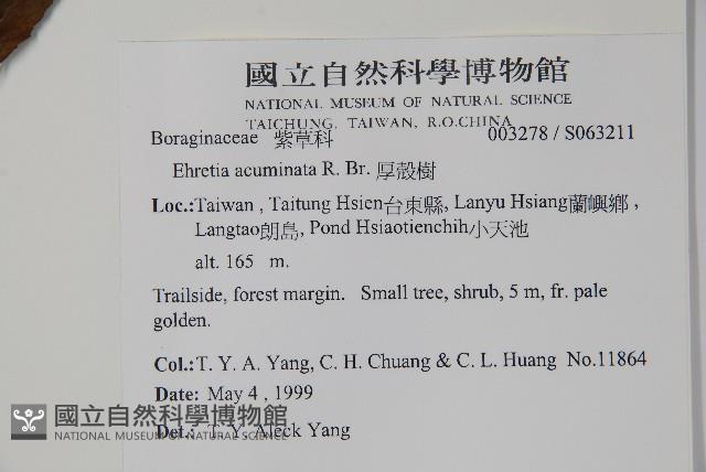 厚殼樹藏品圖，第2張