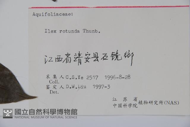 鐵冬青藏品圖，第2張