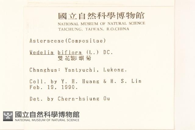 雙花蟛蜞菊藏品圖，第2張