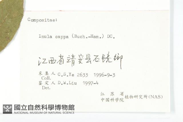 羊耳菊藏品圖，第3張