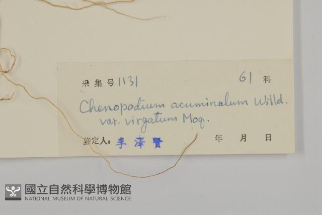 變葉藜、毛綠珠藜藏品圖，第3張