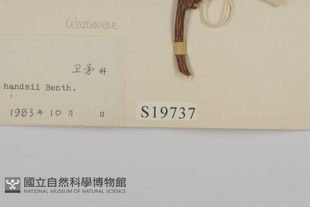 南華南蛇藤，青江藤藏品圖，第3張