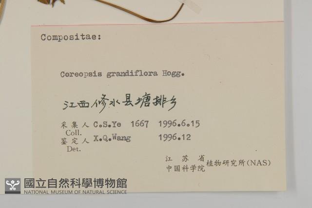 大花金雞菊藏品圖，第3張