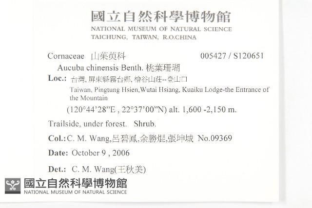 桃葉珊瑚藏品圖，第2張