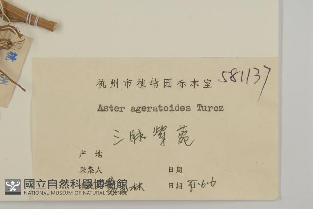 山白蘭藏品圖，第3張