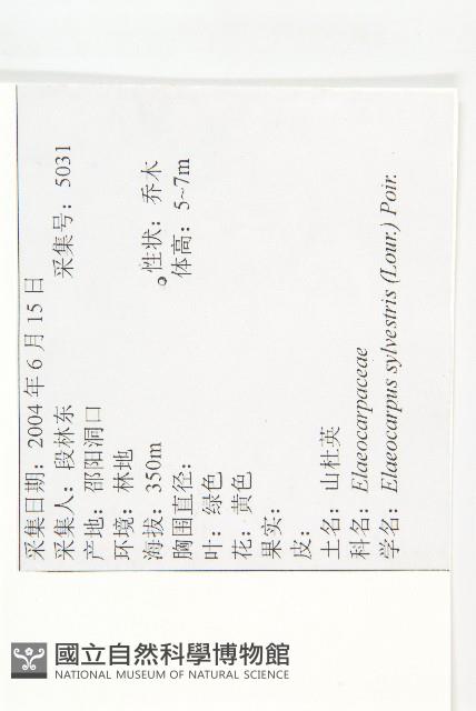 杜英、山杜英、蘭嶼杜英藏品圖，第2張