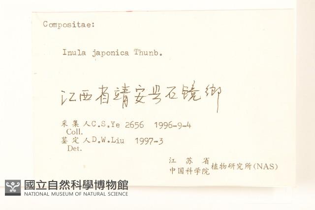 旋覆花藏品圖，第3張