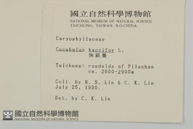 狗筋蔓藏品圖，第2張