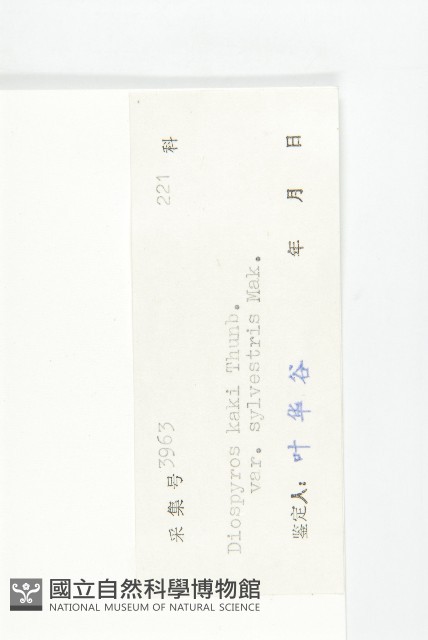 油柿藏品圖，第3張