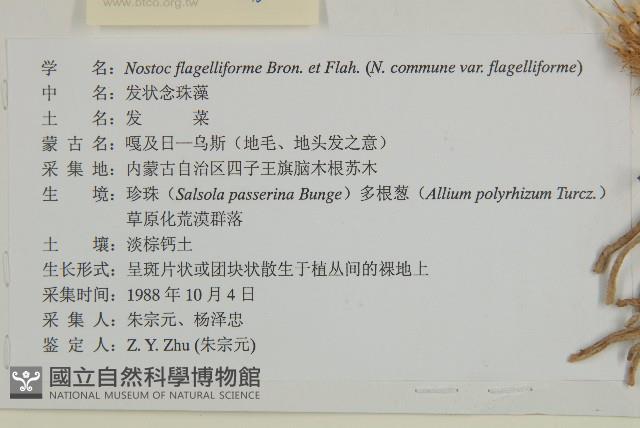 珍珠豬毛菜藏品圖，第3張