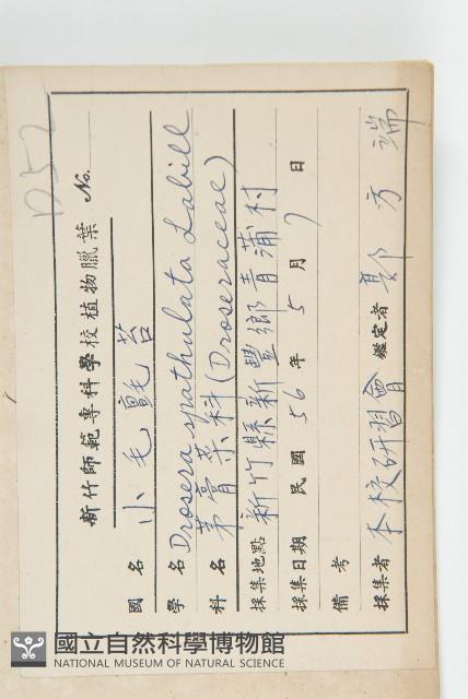 小毛氈苔藏品圖，第2張