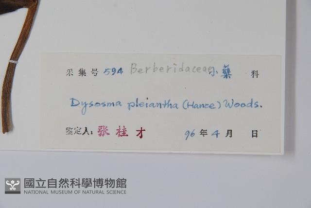 八角蓮藏品圖，第2張