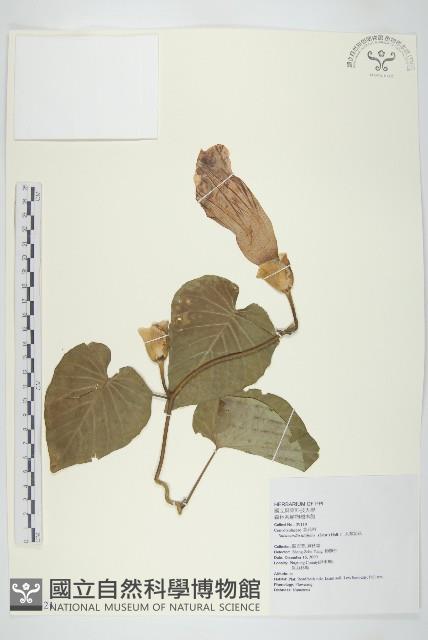 琉璃草藏品圖，第3張