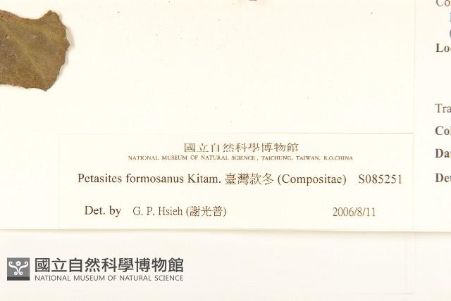臺灣款冬藏品圖，第3張