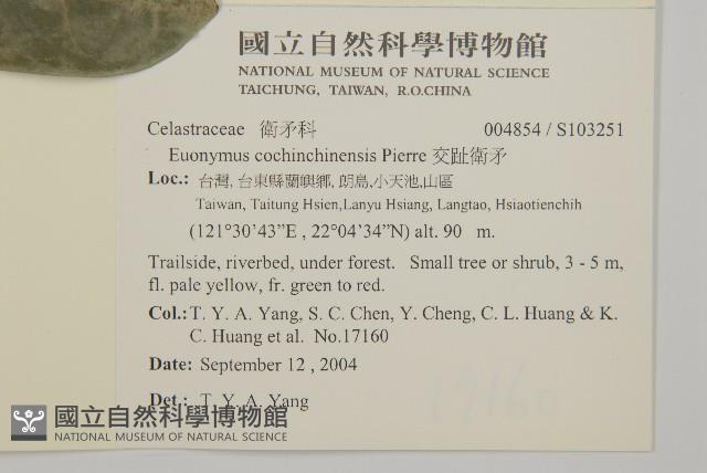 交趾衛矛藏品圖，第5張