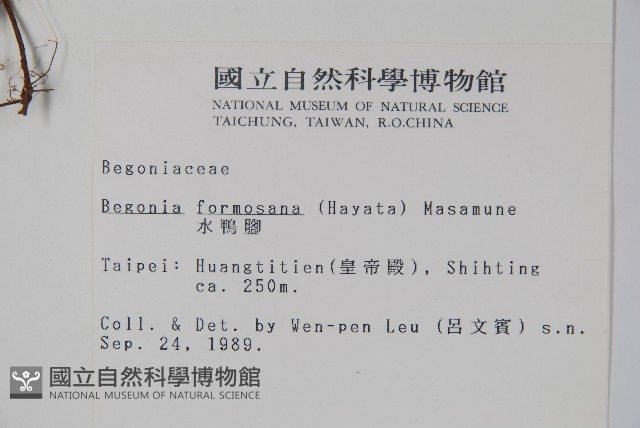 水鴨腳藏品圖，第2張