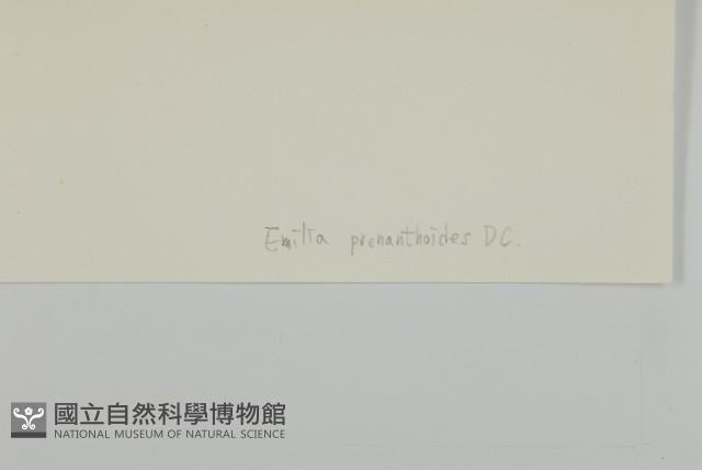 小葉一點紅藏品圖，第3張
