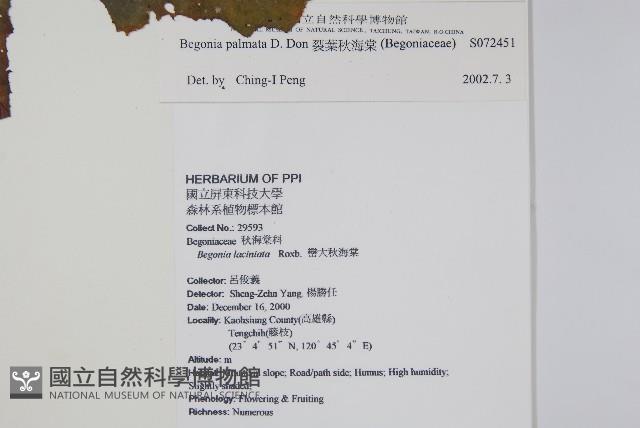 裂葉秋海棠藏品圖，第2張