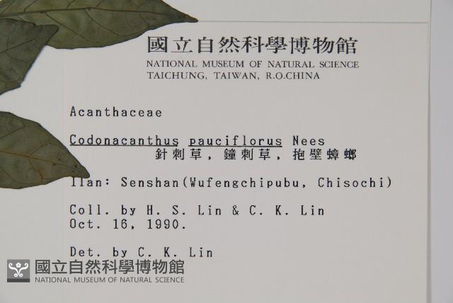 針刺草藏品圖，第2張