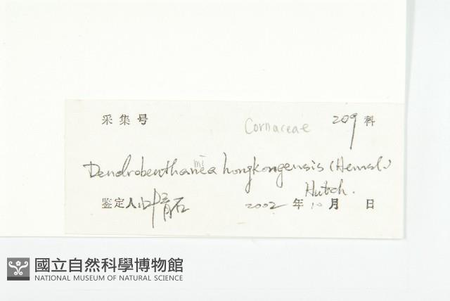 香港四照花藏品圖，第3張