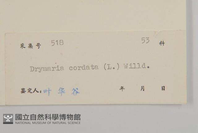 荷蓮豆藏品圖，第3張