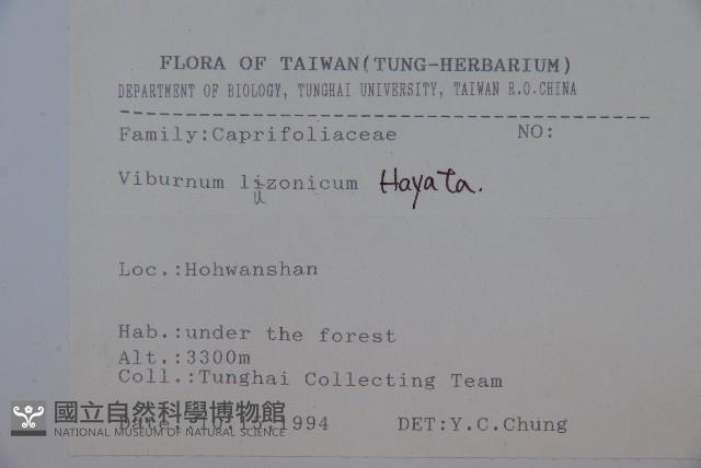 呂宋莢迷藏品圖，第2張