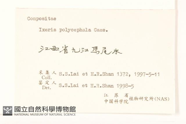 多頭苦菜、野剪刀股藏品圖，第3張