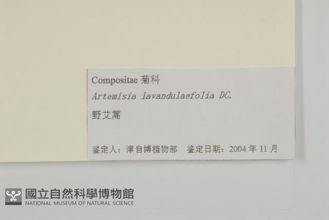 野艾蒿藏品圖，第3張