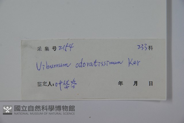 珊瑚樹藏品圖，第2張