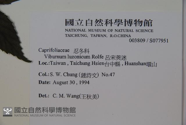 呂宋莢迷藏品圖，第2張