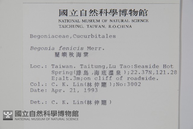 蘭嶼秋海棠藏品圖，第2張
