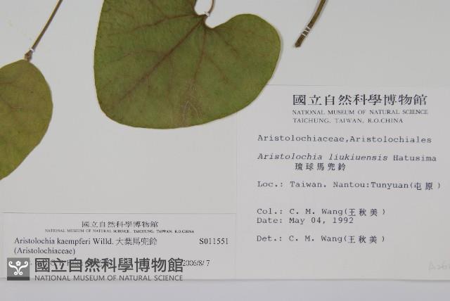 大葉馬兜鈴藏品圖，第2張