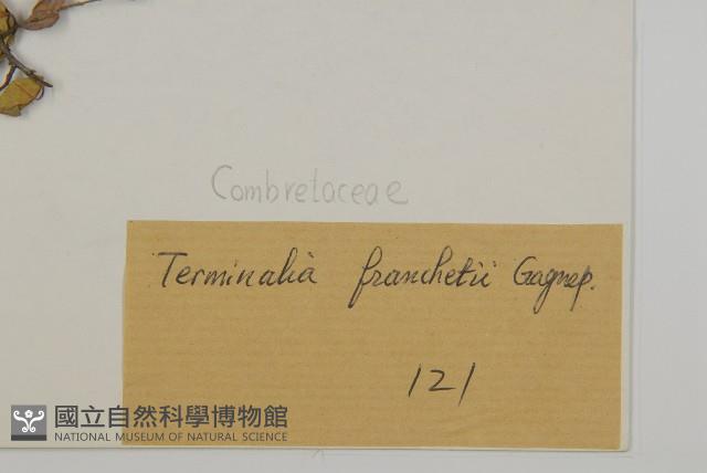 毛葉欖仁藏品圖，第3張