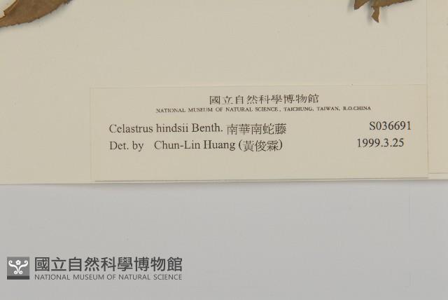 南華南蛇藤，青江藤藏品圖，第3張