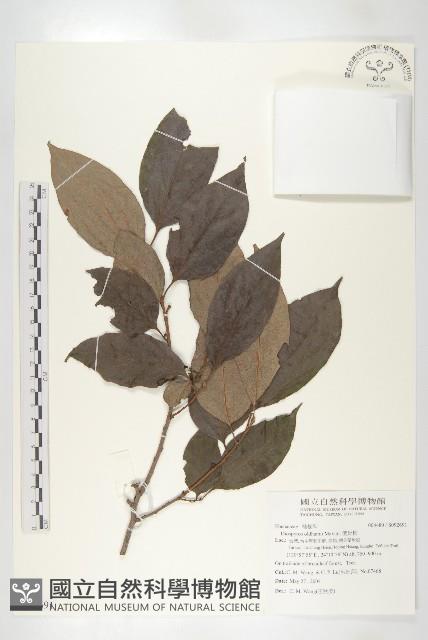 俄氏柿藏品圖，第3張