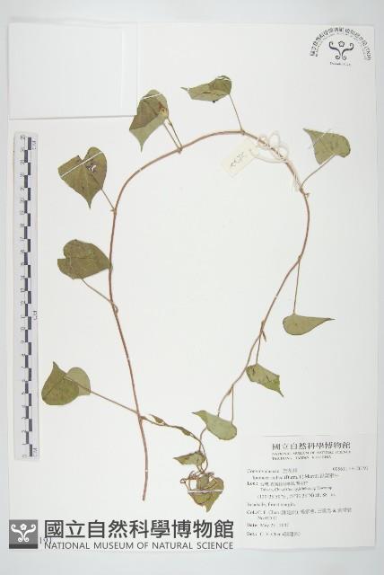 水蓑衣藏品圖，第3張