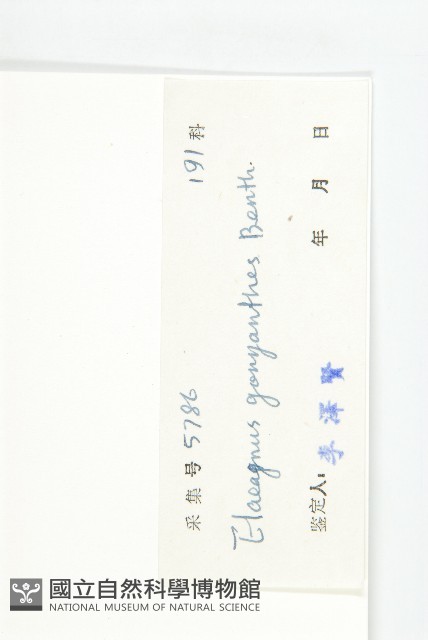 角花胡頹子藏品圖，第3張