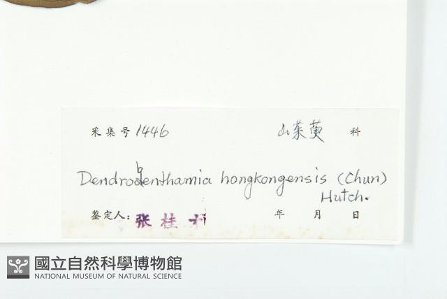 香港四照花藏品圖，第3張