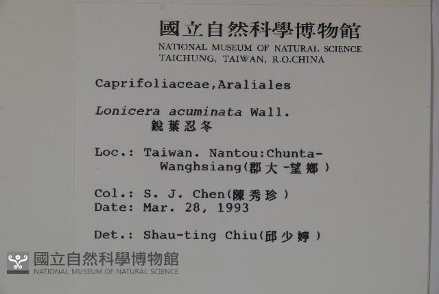 阿里山忍冬、漸尖葉忍冬藏品圖，第2張