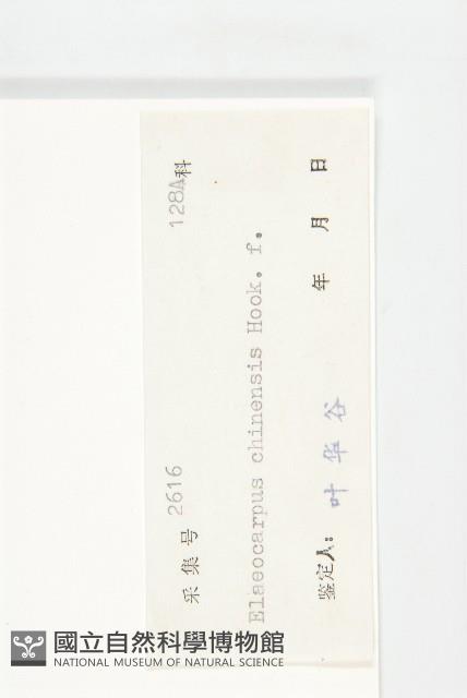 華杜英藏品圖，第3張