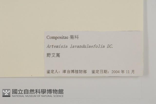 野艾蒿藏品圖，第3張