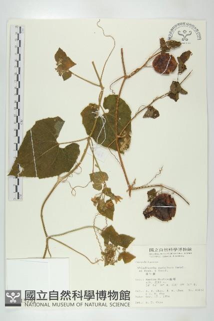 青牛膽藏品圖，第3張