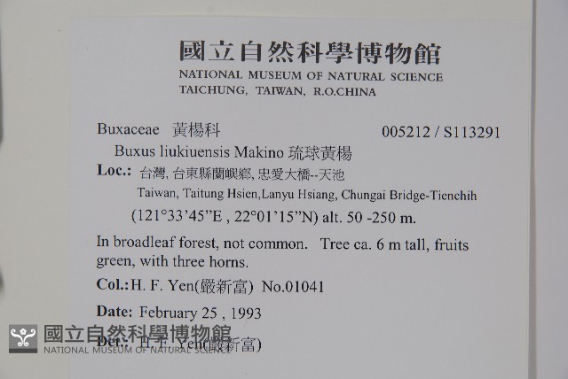 琉球黃楊藏品圖，第2張