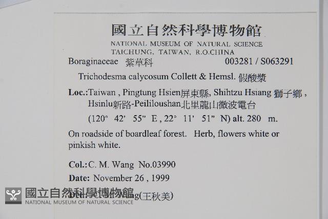假酸漿藏品圖，第2張