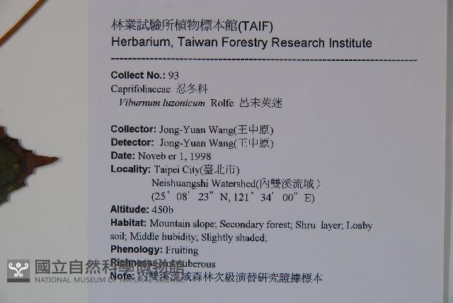 呂宋莢迷藏品圖，第2張